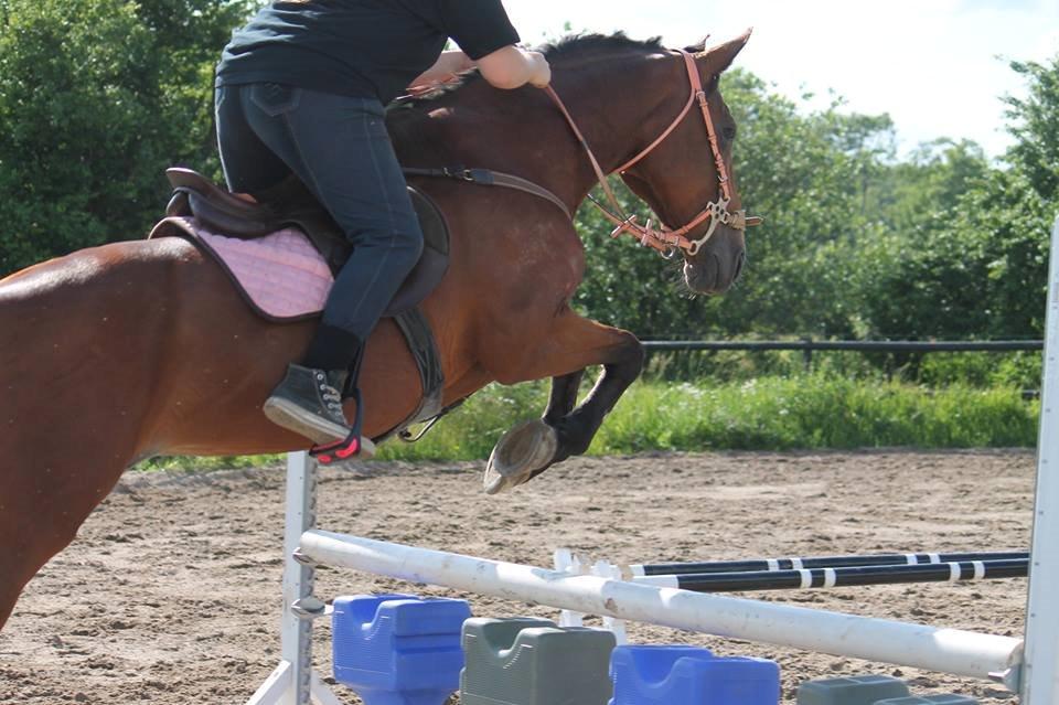 Anden særlig race - Kimse - Foto: Sille :D billede 9