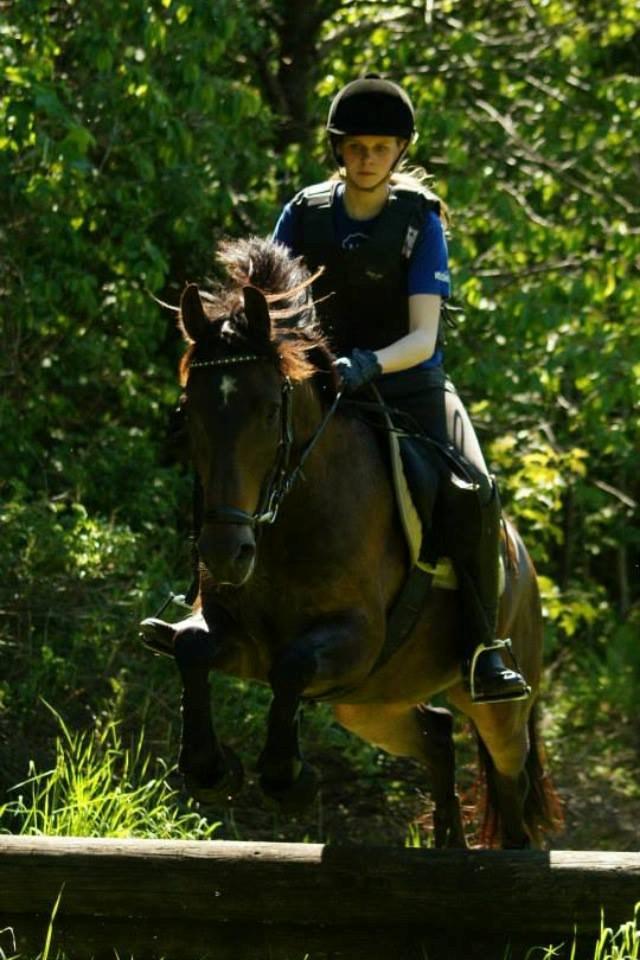 New Forest Holmens Kazai - Tærrenspring det er lige ham! :) billede 3