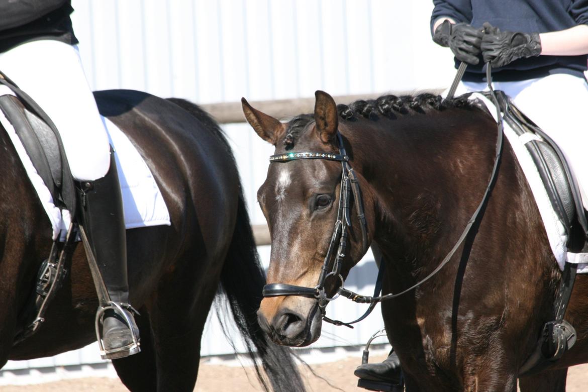 New Forest Holmens Kazai - Opvisning på ANE ;) billede 1