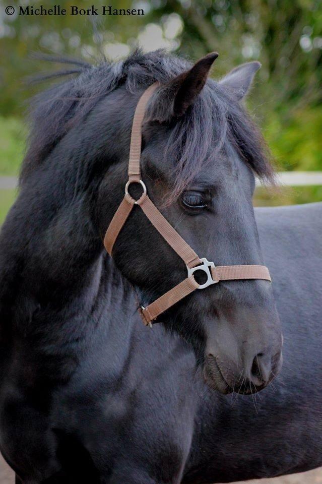 Fell pony Hannah van de Pannoaven billede 18