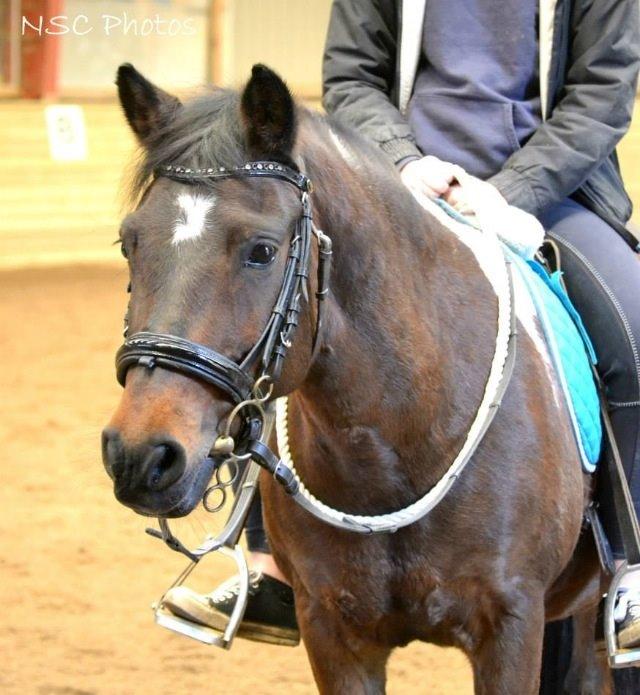 Anden særlig race Bianca billede 10