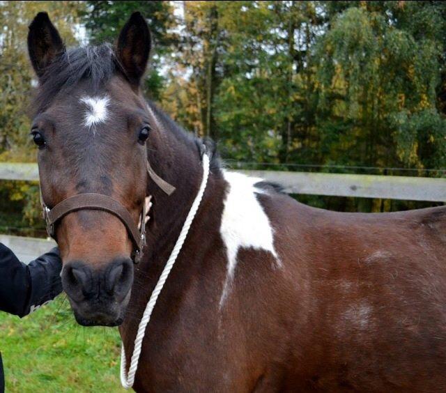 Anden særlig race Bianca billede 11