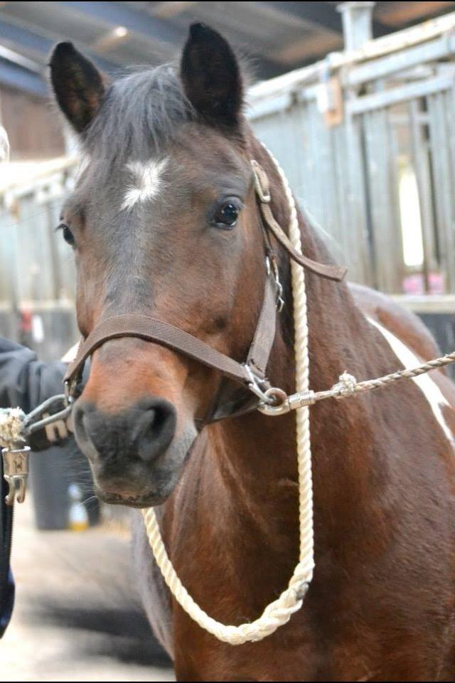 Anden særlig race Bianca billede 13