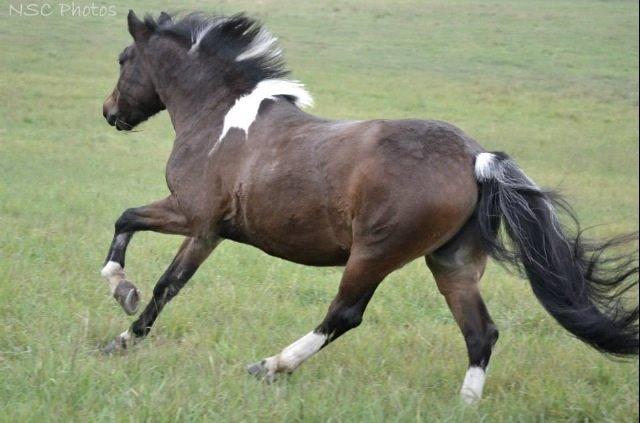 Anden særlig race Bianca billede 14