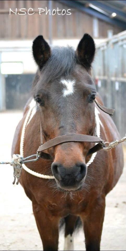 Anden særlig race Bianca billede 15