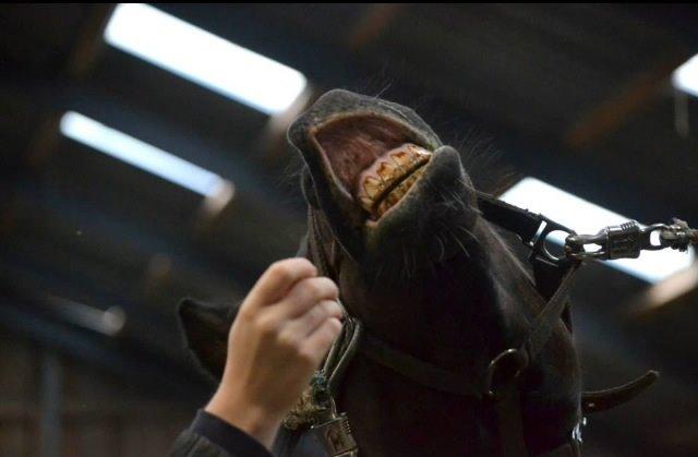 Anden særlig race Bianca billede 16