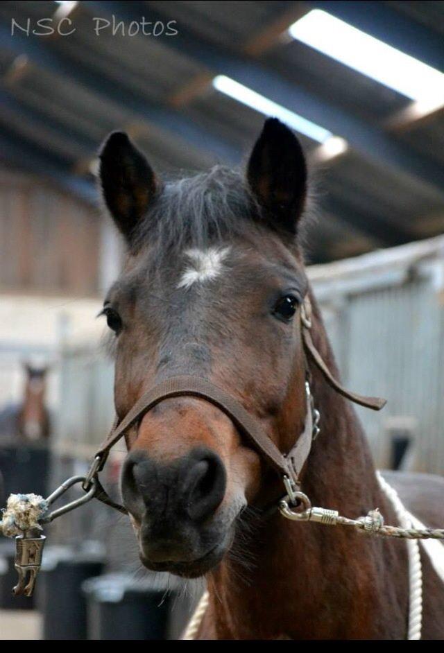 Anden særlig race Bianca billede 18