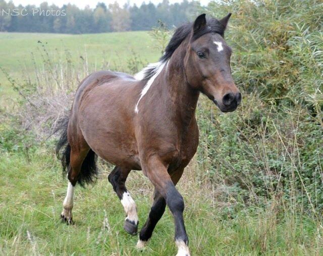 Anden særlig race Bianca billede 19