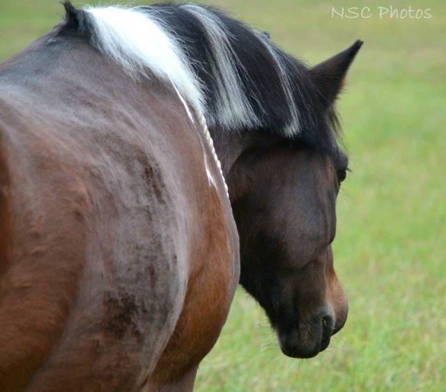 Anden særlig race Bianca billede 20