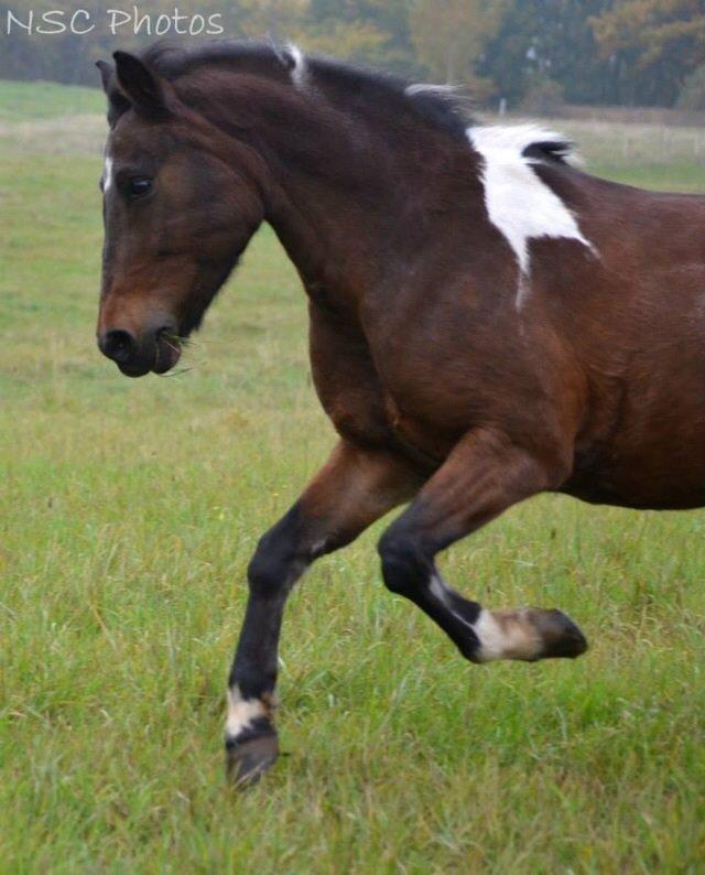 Anden særlig race Bianca billede 21