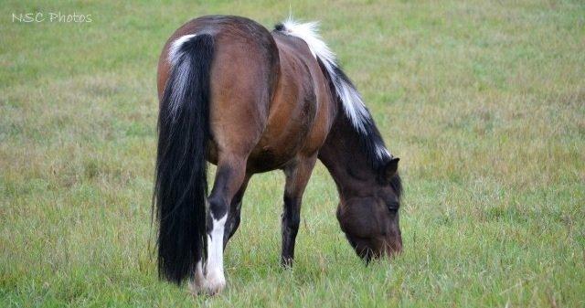 Anden særlig race Bianca billede 22