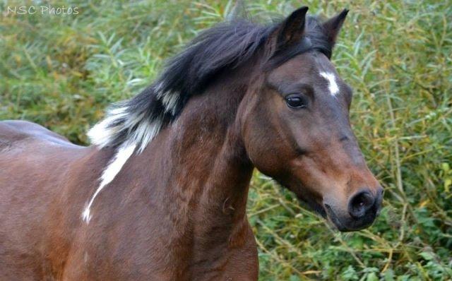 Anden særlig race Bianca billede 24