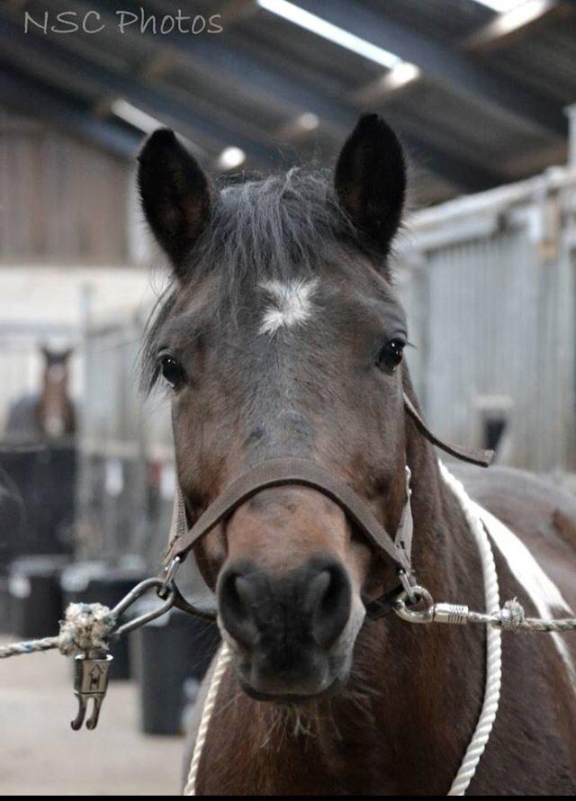 Anden særlig race Bianca billede 25