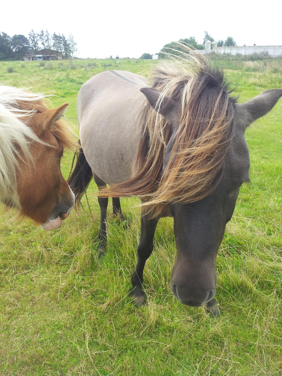 Islænder Skvisa fra Stutteri Borg billede 1