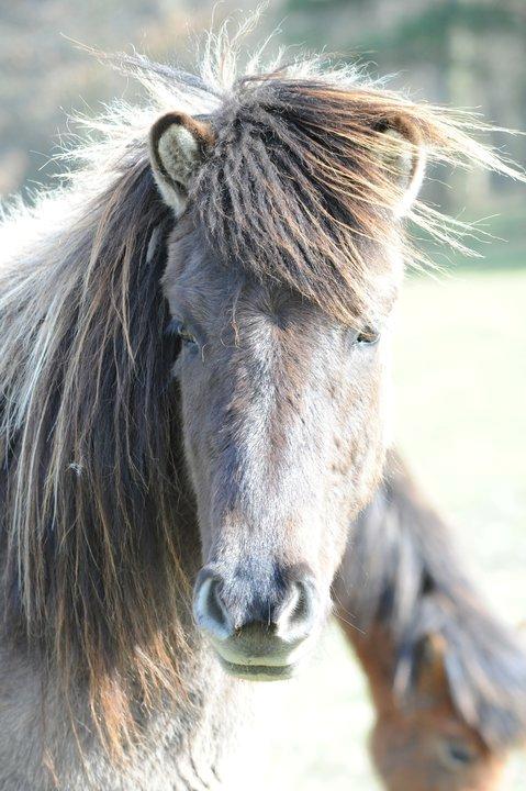 Islænder Skvisa fra Stutteri Borg billede 2