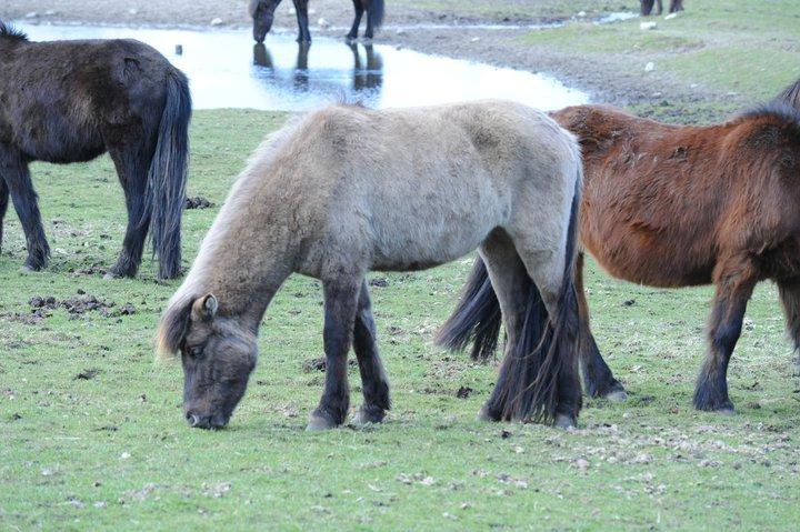 Islænder Skvisa fra Stutteri Borg billede 3