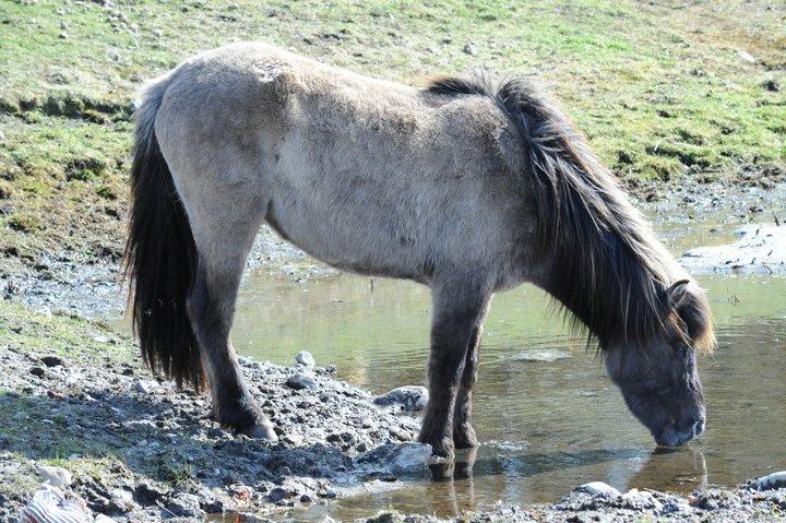 Islænder Skvisa fra Stutteri Borg billede 4