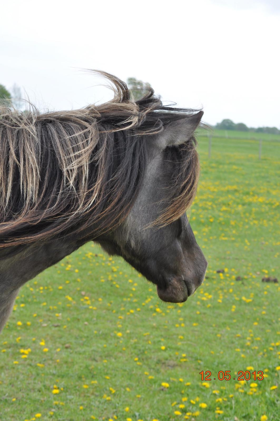 Islænder Skvisa fra Stutteri Borg billede 5