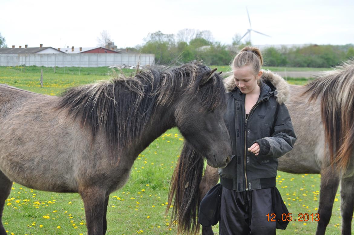 Islænder Skvisa fra Stutteri Borg billede 6