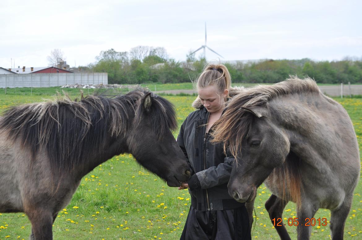 Islænder Skvisa fra Stutteri Borg billede 7