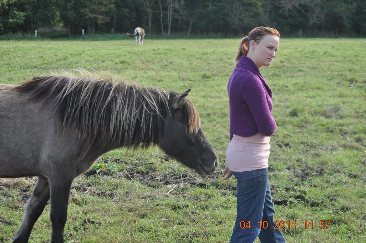 Islænder Skvisa fra Stutteri Borg billede 8