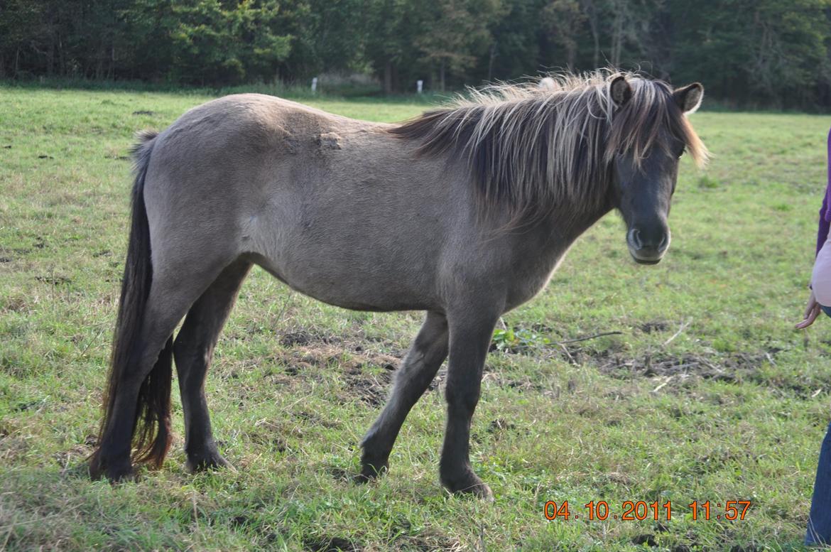 Islænder Skvisa fra Stutteri Borg billede 9