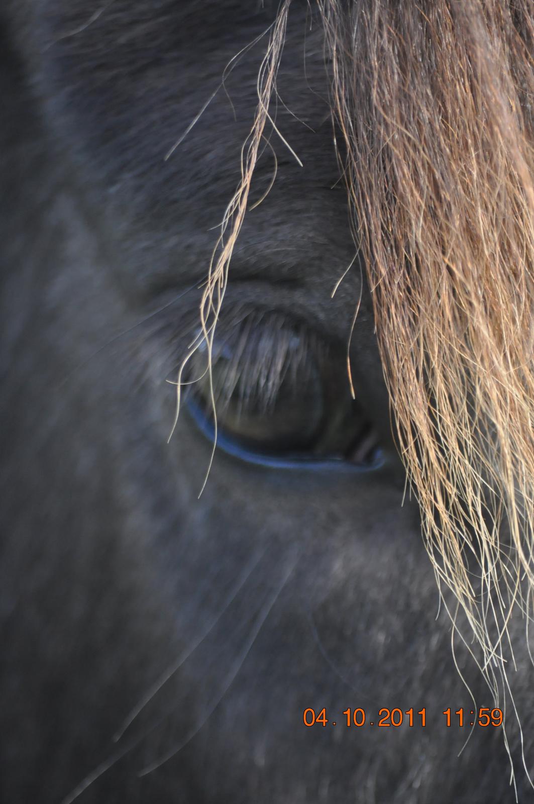 Islænder Skvisa fra Stutteri Borg billede 10