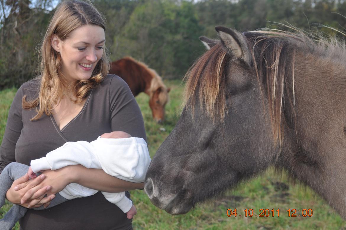 Islænder Skvisa fra Stutteri Borg billede 11