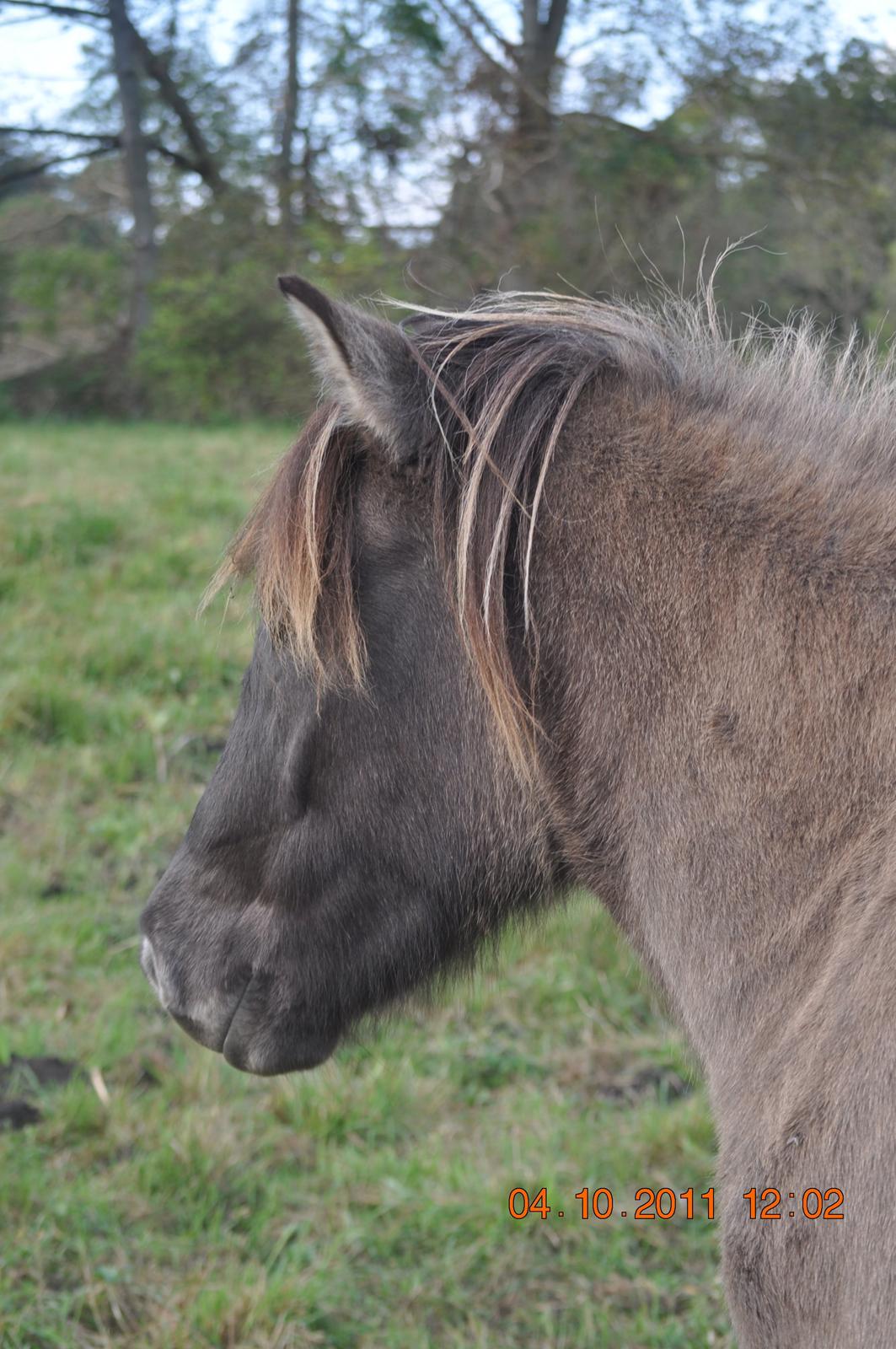 Islænder Skvisa fra Stutteri Borg billede 12