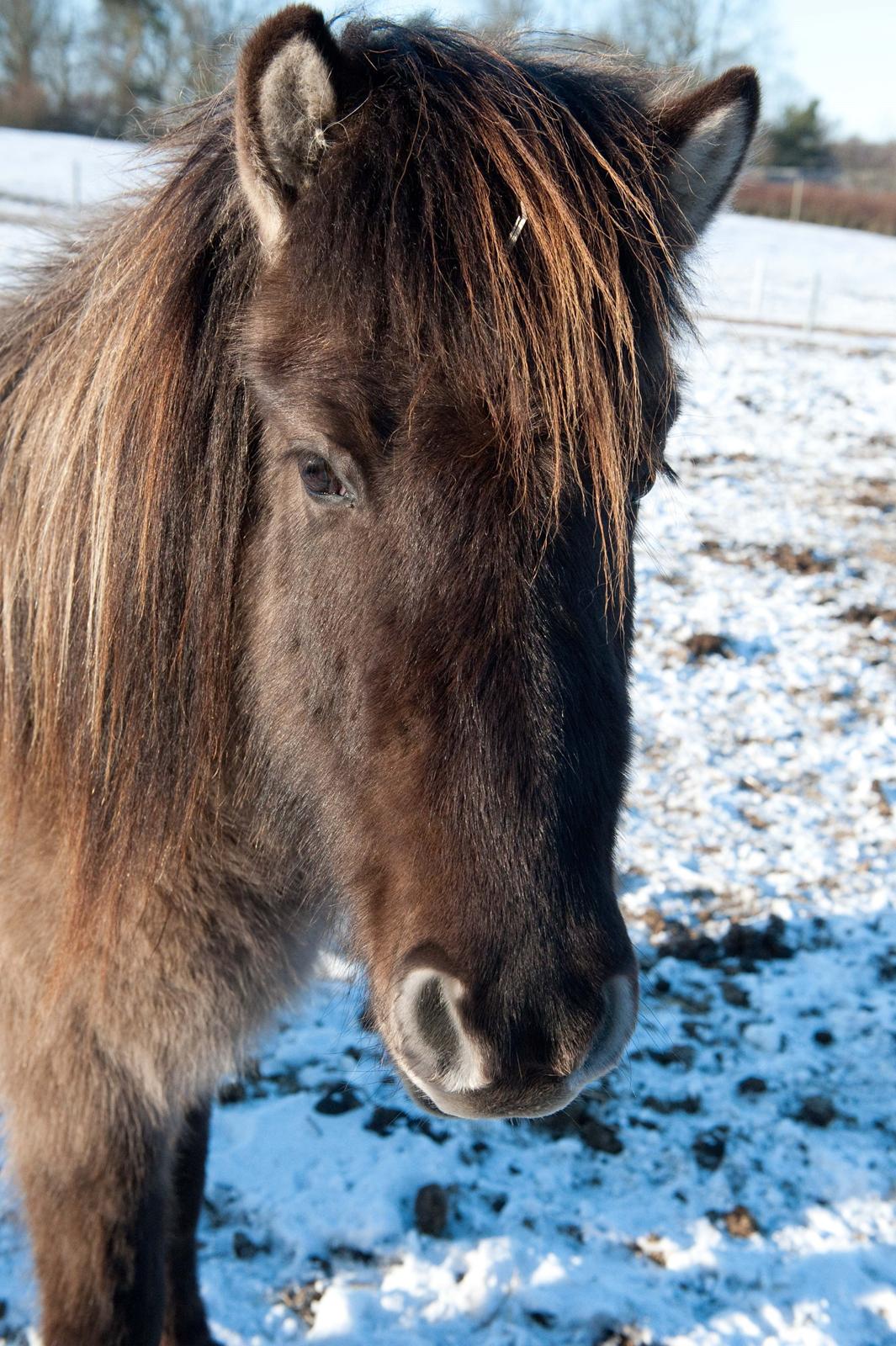 Islænder Skvisa fra Stutteri Borg billede 13