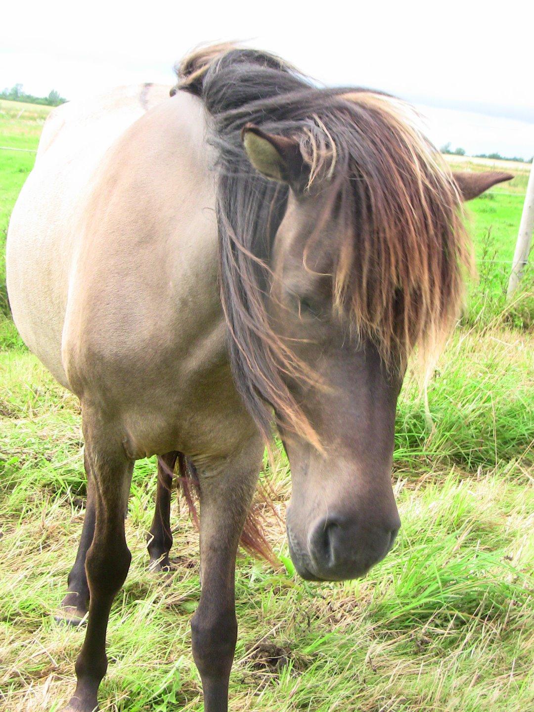 Islænder Skvisa fra Stutteri Borg billede 14