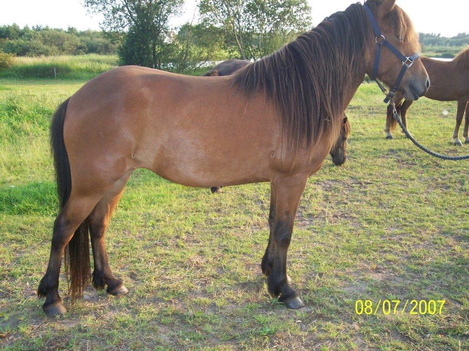 Islænder Stelpa fra Nr. Tolstrup billede 1