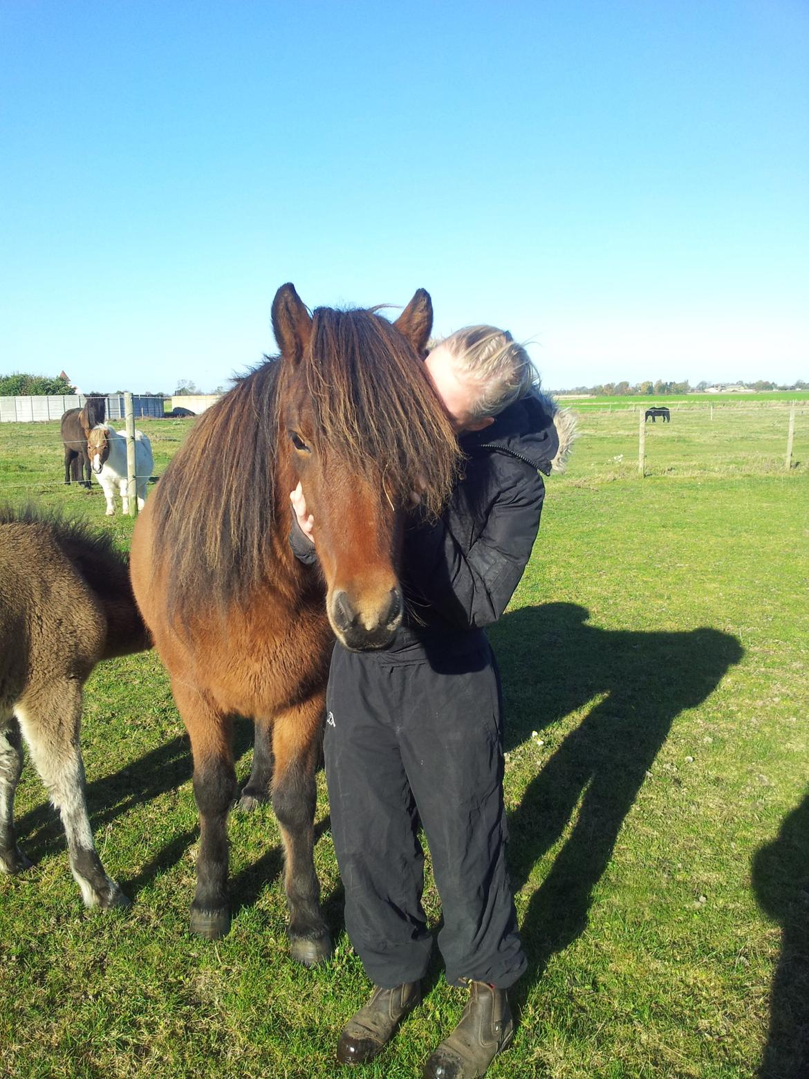 Islænder Stelpa fra Nr. Tolstrup billede 2