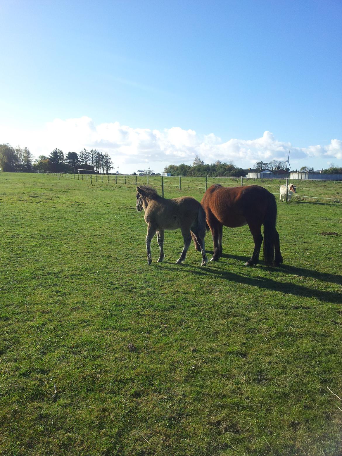 Islænder Stelpa fra Nr. Tolstrup billede 3