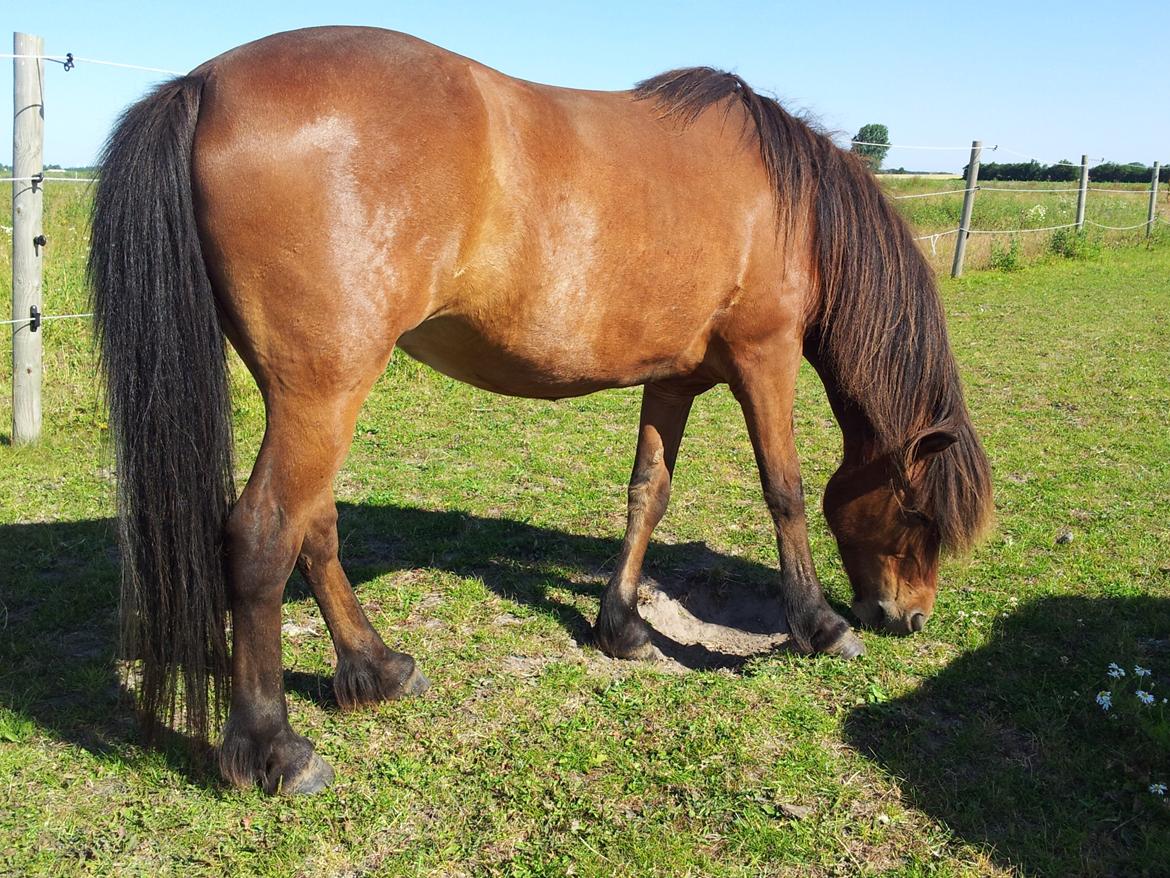 Islænder Stelpa fra Nr. Tolstrup billede 4