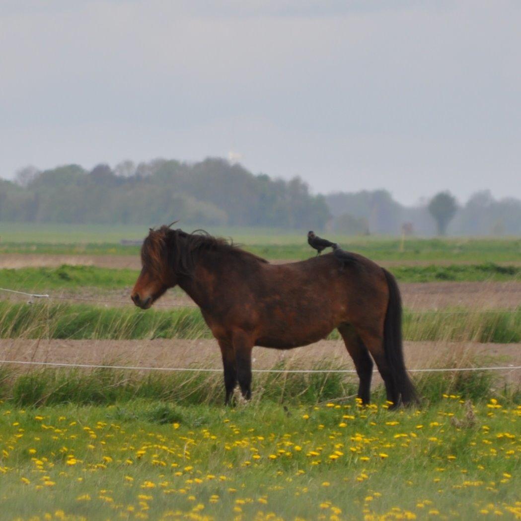 Islænder Stelpa fra Nr. Tolstrup billede 5