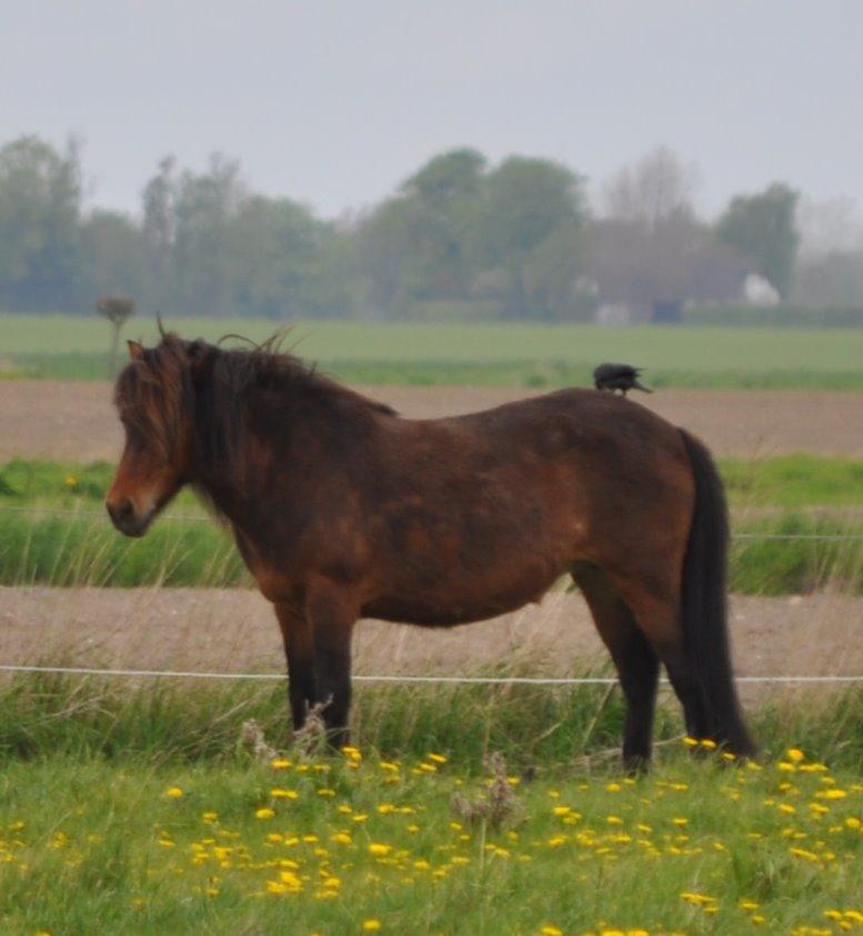 Islænder Stelpa fra Nr. Tolstrup billede 6