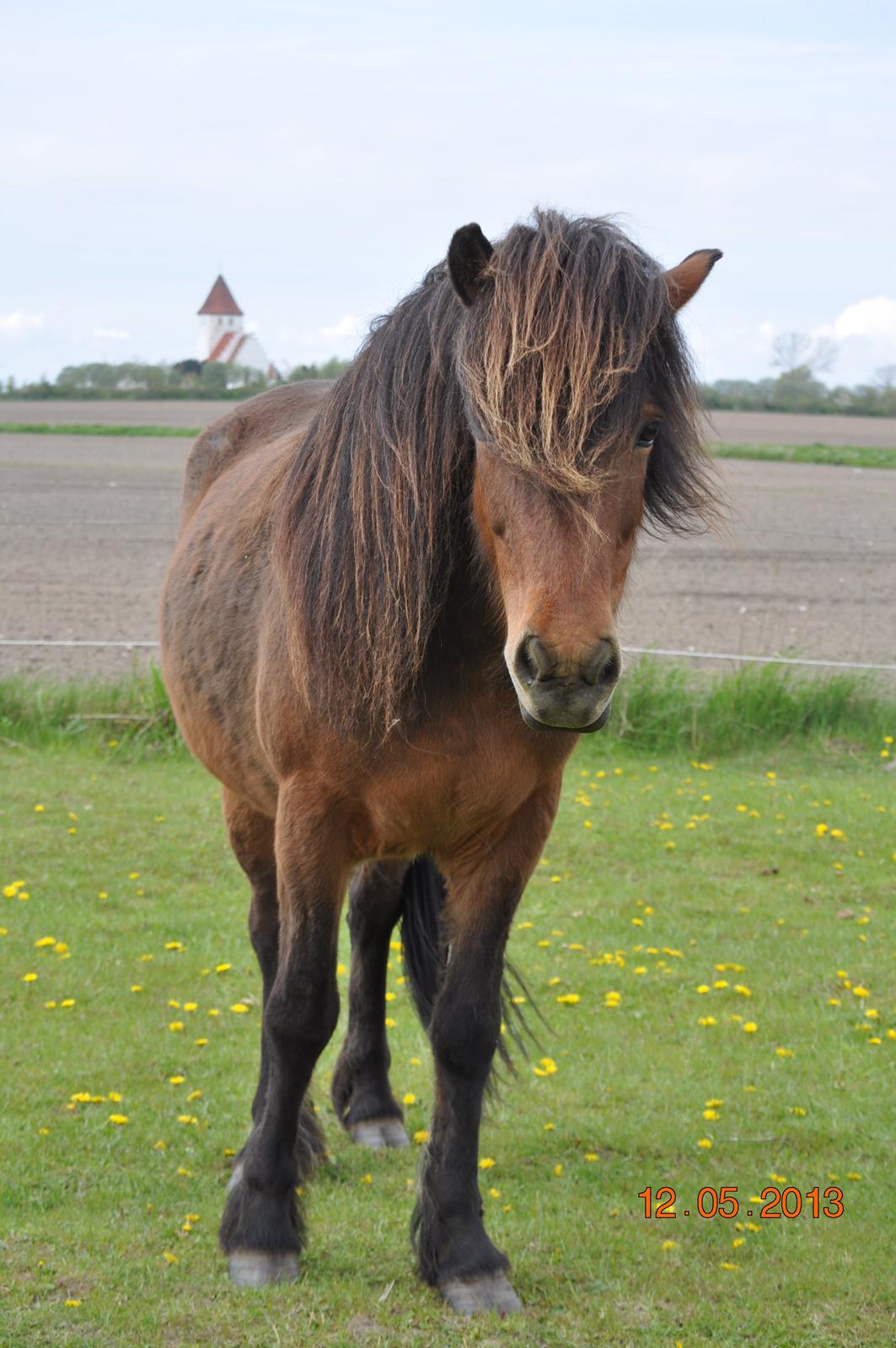 Islænder Stelpa fra Nr. Tolstrup billede 7