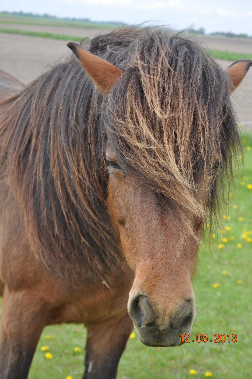 Islænder Stelpa fra Nr. Tolstrup billede 8
