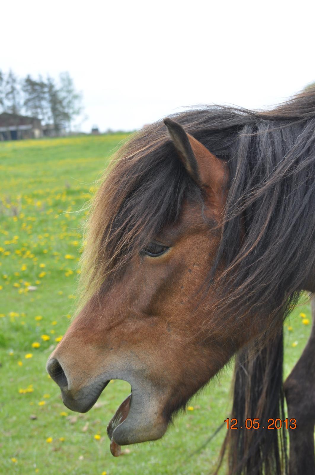 Islænder Stelpa fra Nr. Tolstrup billede 9