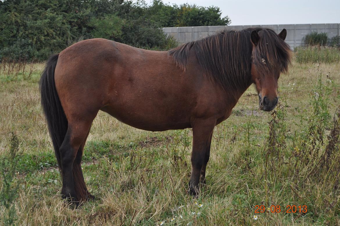 Islænder Stelpa fra Nr. Tolstrup billede 10