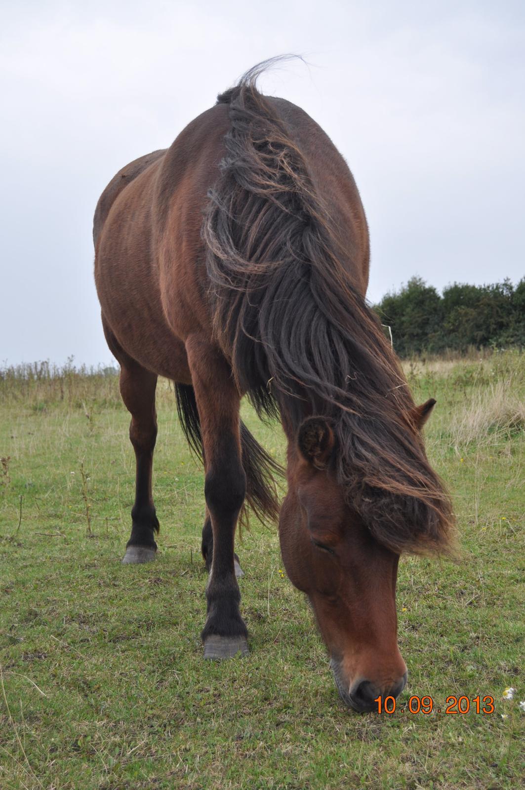 Islænder Stelpa fra Nr. Tolstrup billede 11
