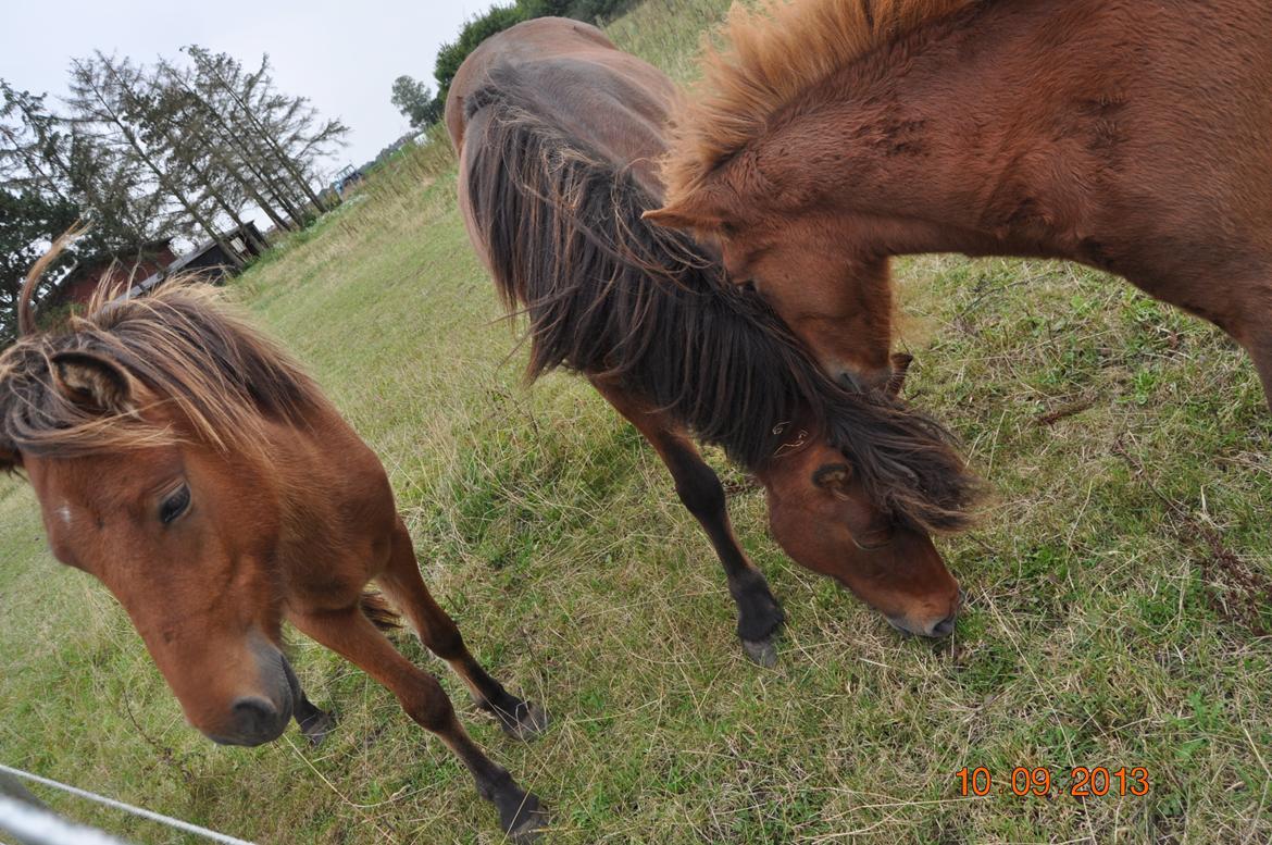 Islænder Stelpa fra Nr. Tolstrup billede 12