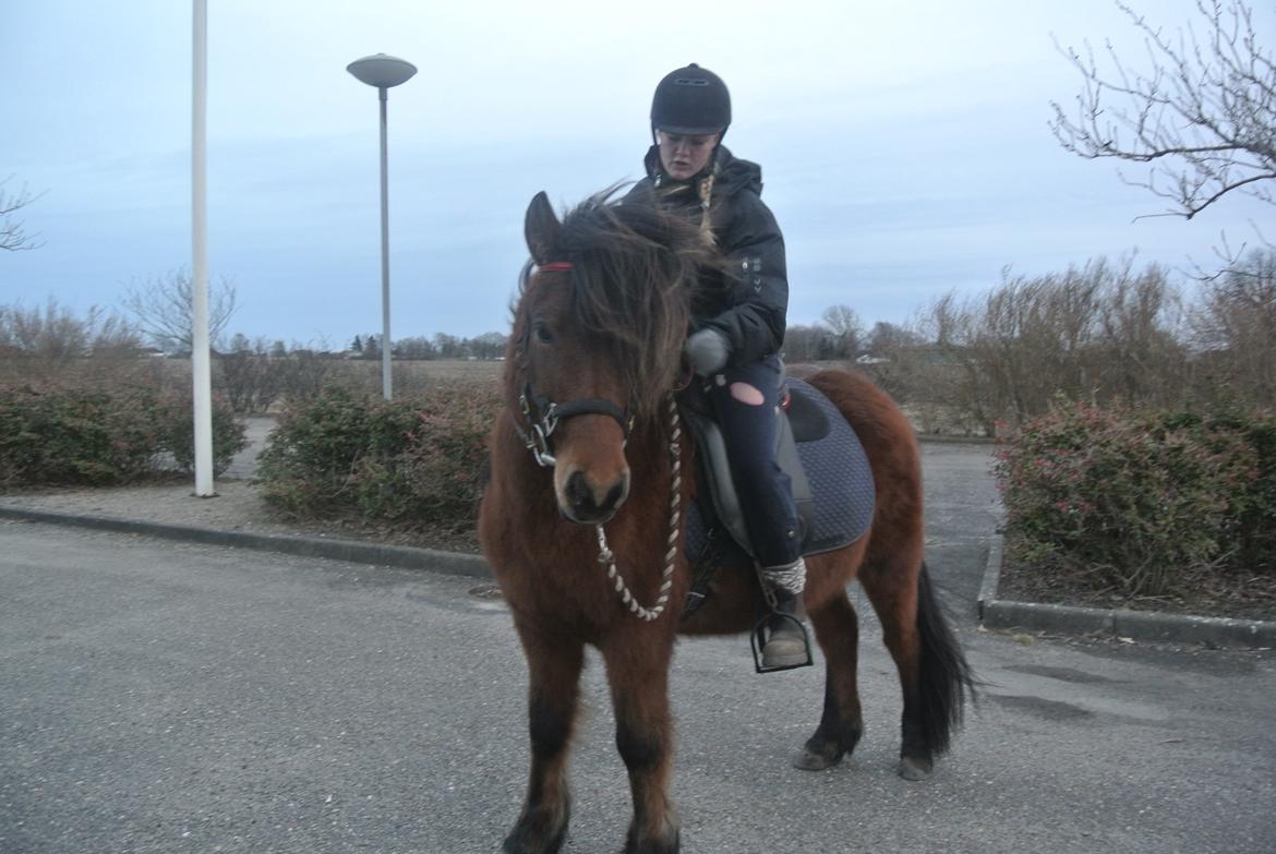 Islænder Stelpa fra Nr. Tolstrup billede 13
