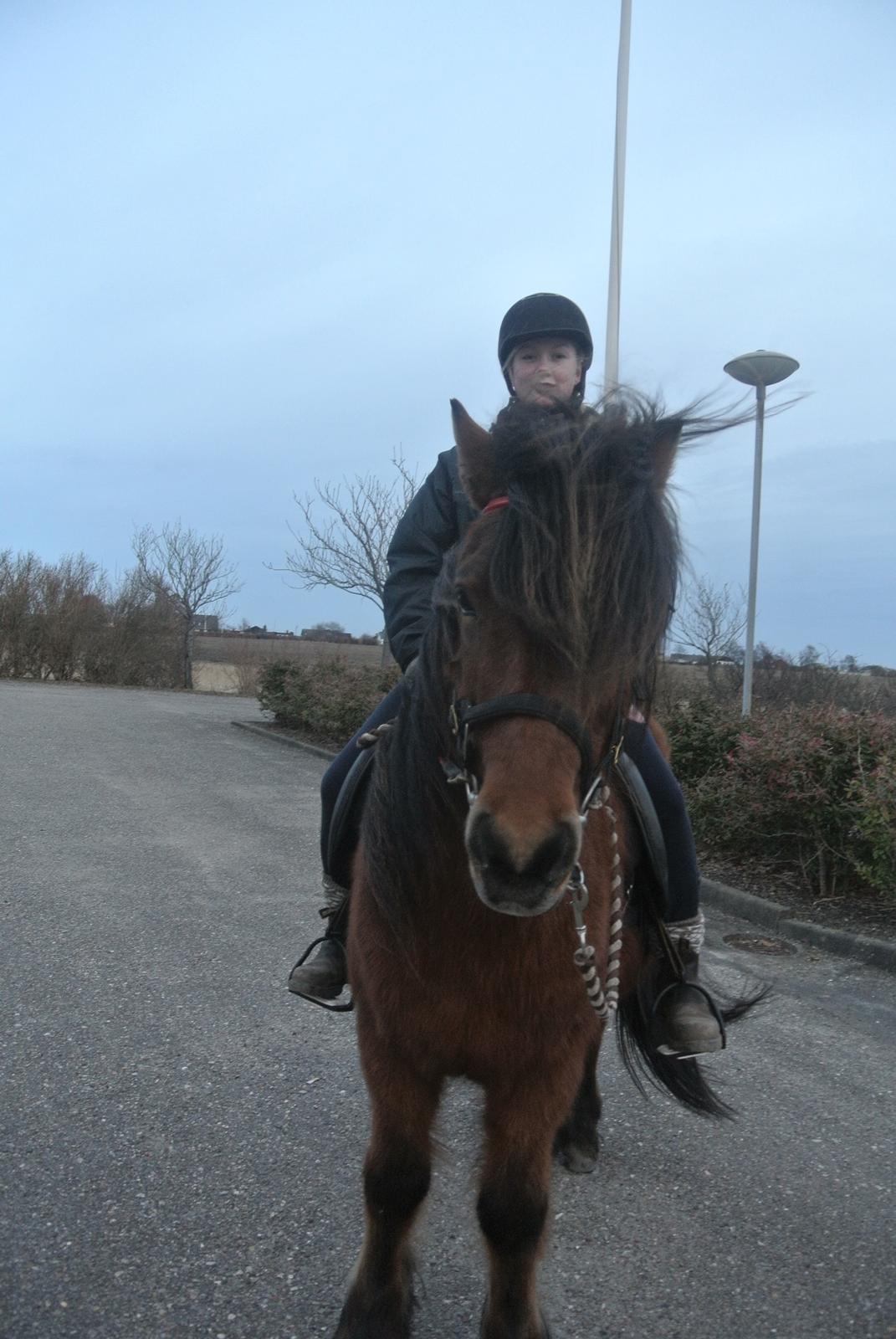 Islænder Stelpa fra Nr. Tolstrup billede 14