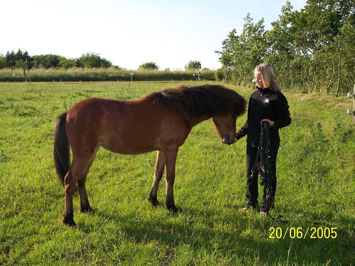 Islænder Stelpa fra Nr. Tolstrup billede 15
