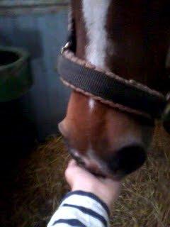 Pinto Gaisha - Dårlig kvalitet, og gammelt billed:) Men elsker det her billed. billede 10