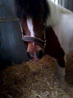 Pinto Gaisha - Gammelt billed af geisha<3 Der kommer flere billeder i løbet af idag!<3 billede 11