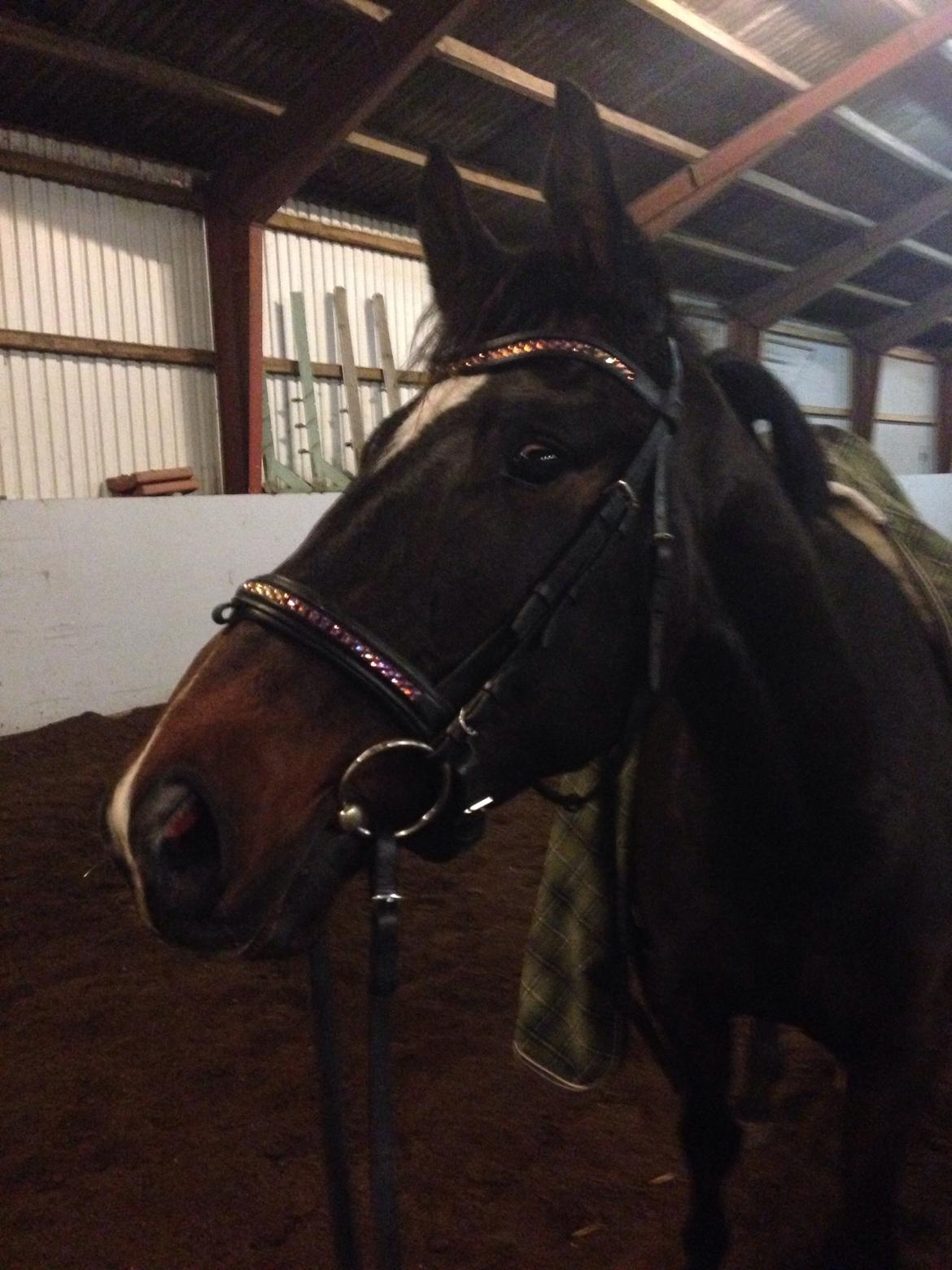 Dansk Varmblod Do Mali` billede 8