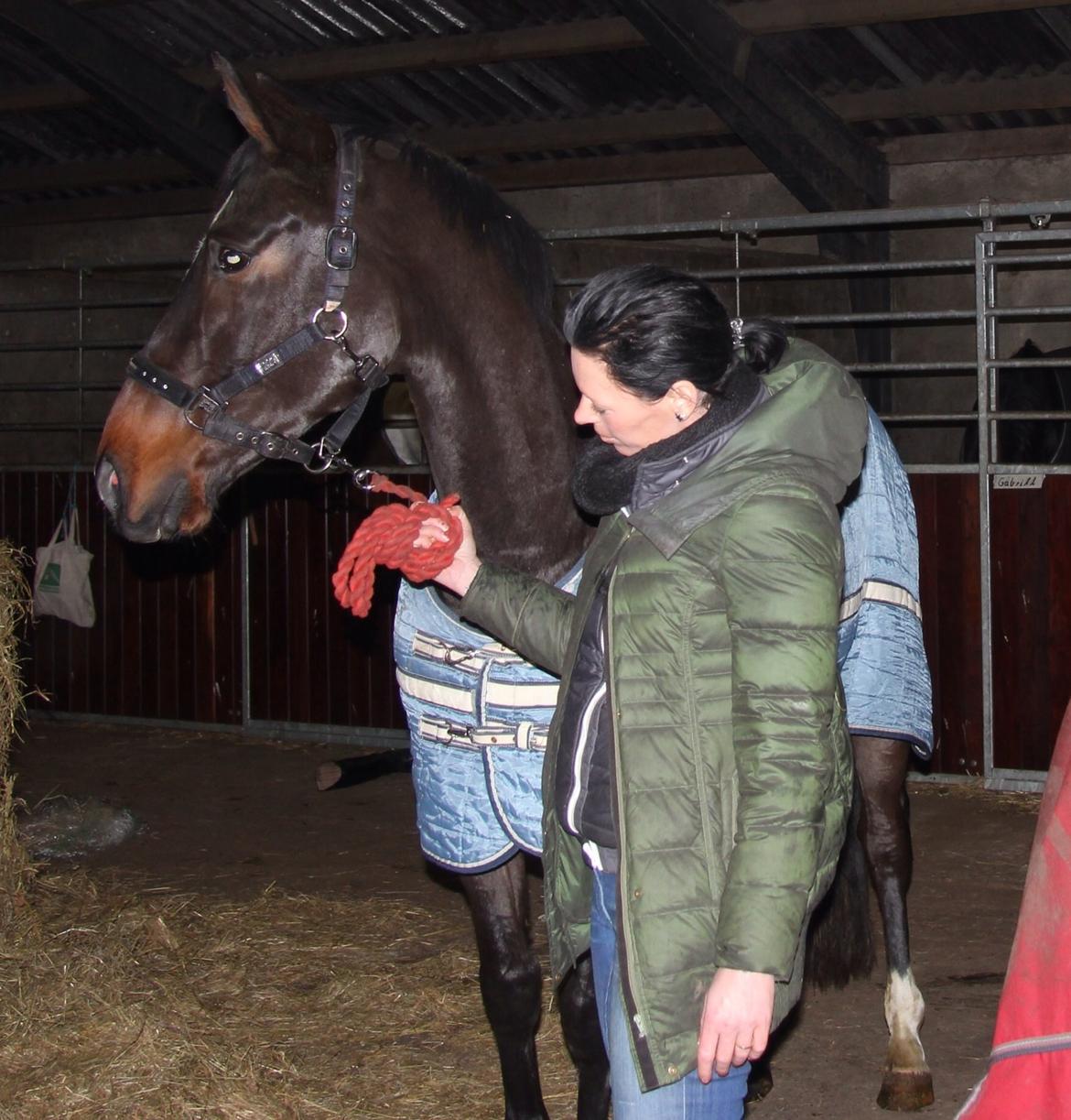 Dansk Varmblod Do Mali` billede 10